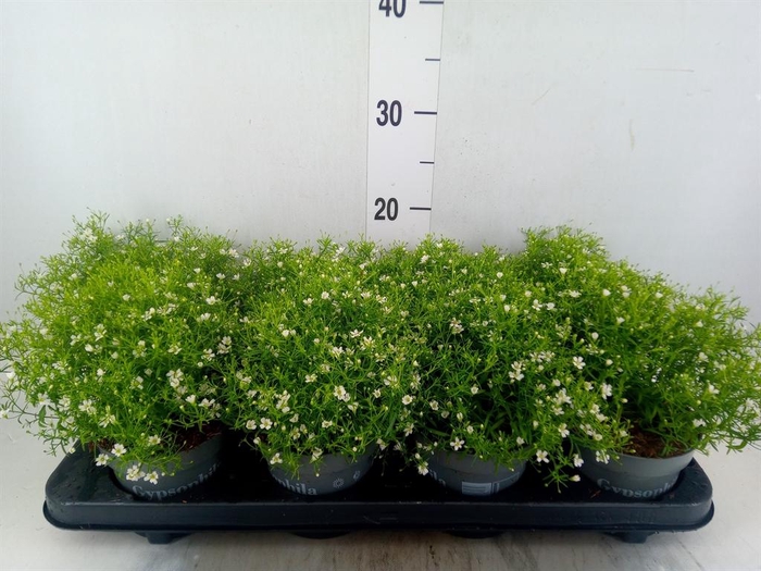 <h4>Gypsophila muralis 'Fleur White'</h4>