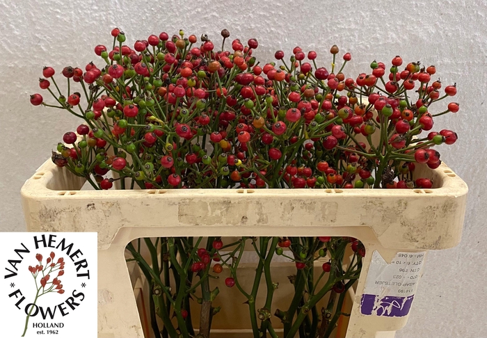 <h4>ROSA RED PEARL HIPHO</h4>