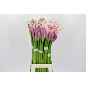 Zantedeschia Eydolls Purple White