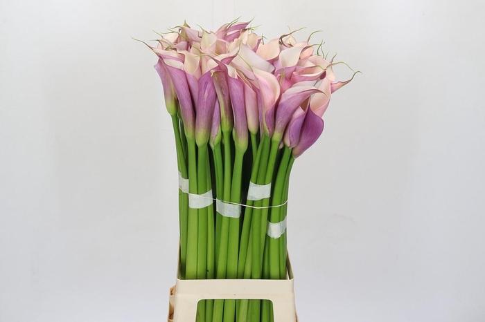 <h4>Zantedeschia Eydolls Purple White</h4>