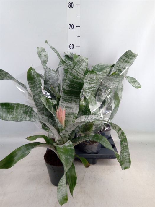 <h4>Aechmea fasciata 'Primera'</h4>