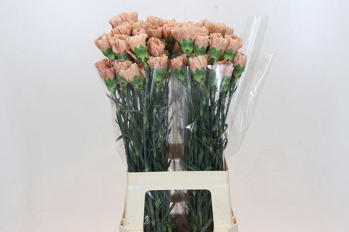 <h4>Dianthus St Honey</h4>