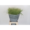 Panicum Fountain