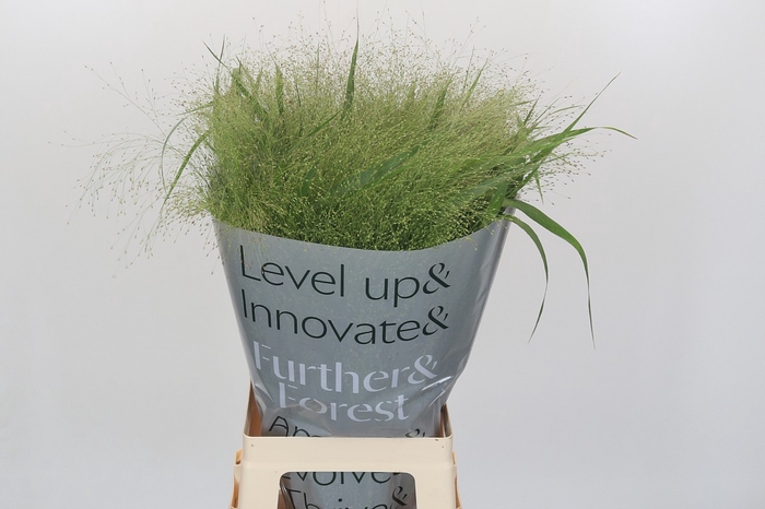 <h4>Panicum Fountain</h4>
