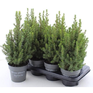 Picea Gl Perfecta