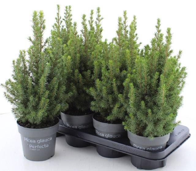<h4>PICEA GL PERFECTA</h4>