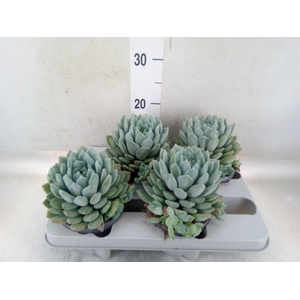 Pachyphytum  'Corvus'