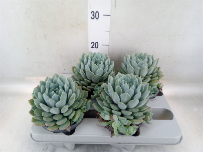 <h4>Pachyphytum  'Corvus'</h4>
