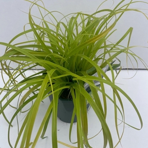 Graminées Carex 'Everillo'