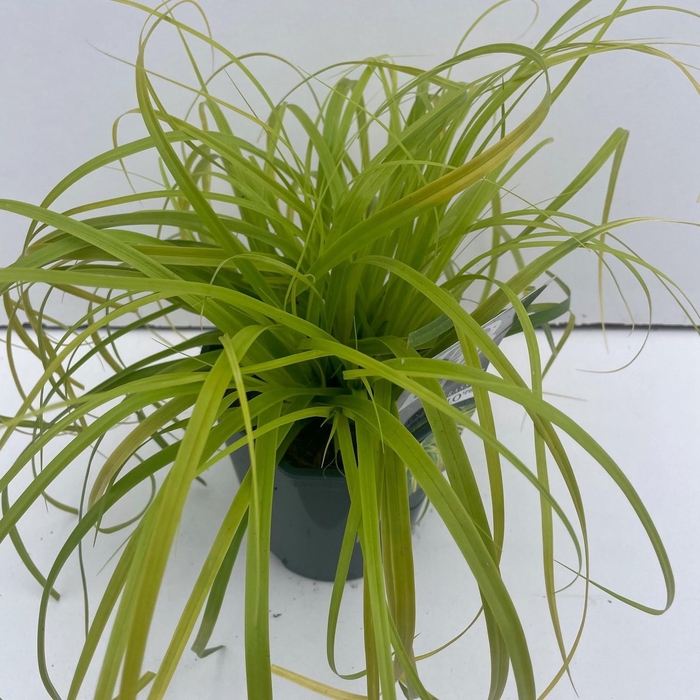 <h4>Graminées Carex 'Everillo'</h4>