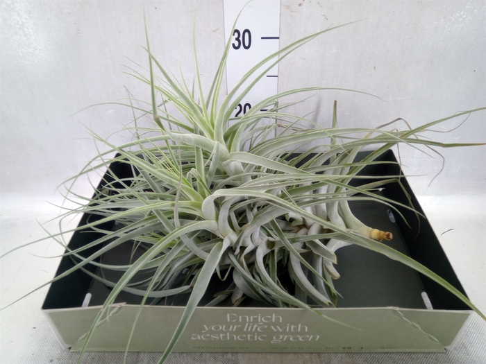 Tillandsia