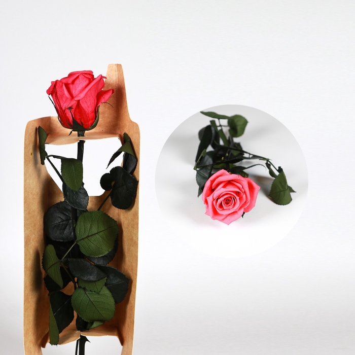 <h4>Roos op steel mini dark pink bulk</h4>