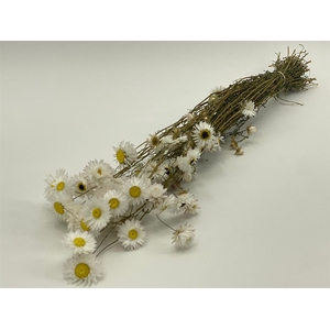 Dried Acroclinium White Natural P Bunch