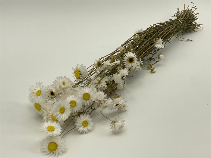 Dried Acroclinium Nat White Bunch