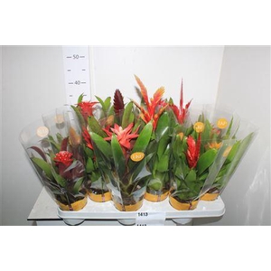 Bromelia Gem