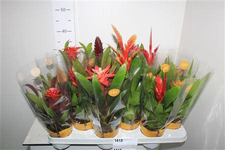 <h4>Bromelia Gem</h4>