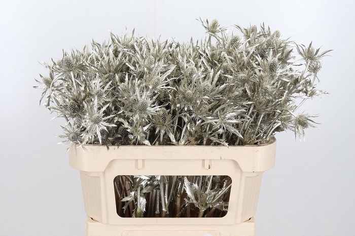 <h4>Eryn Orion Kl Bh Platina</h4>