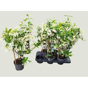 TRAC JASMINOIDES