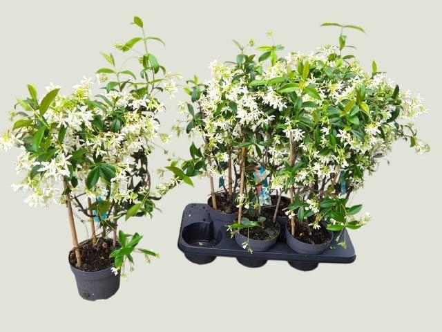 <h4>TRAC JASMINOIDES</h4>