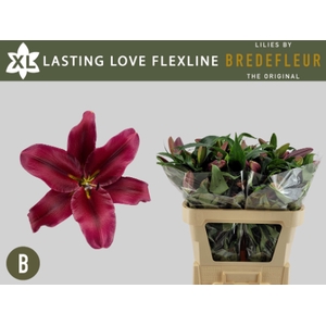 LI OT LASTING LOVE FLEXLINE