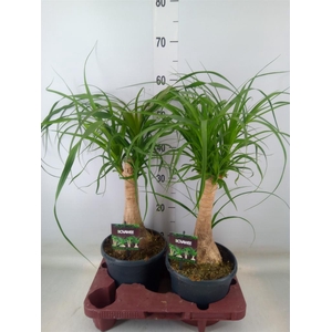 Beaucarnea recurvata