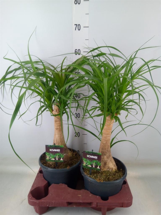 <h4>Beaucarnea recurvata</h4>