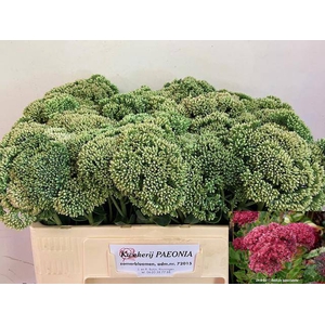SEDUM SPECTABILE