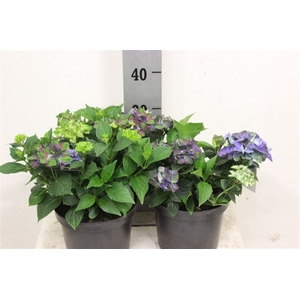 Hydr M Early Blauw