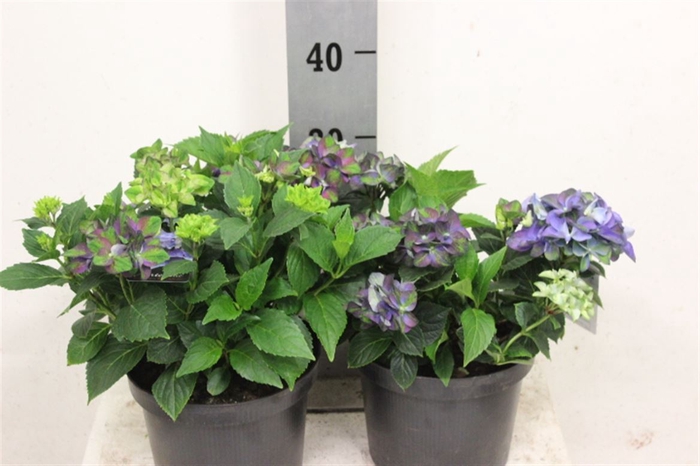 <h4>Hydr M Early Blauw</h4>