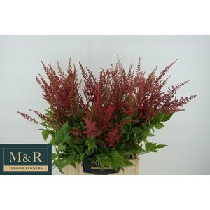 ASTIL AR ELSE SCHLUC