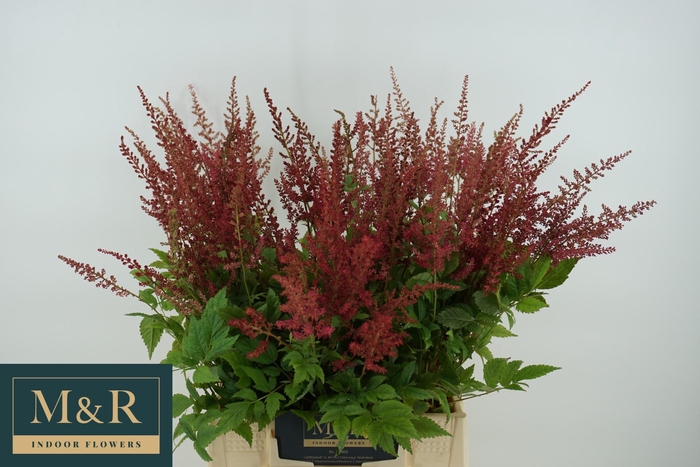 <h4>ASTIL AR ELSE SCHLUC</h4>