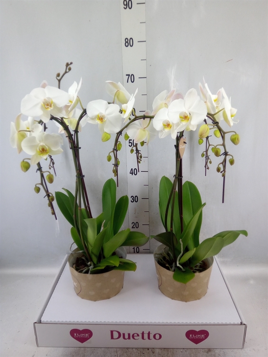 <h4>Phalaenopsis   ...white</h4>