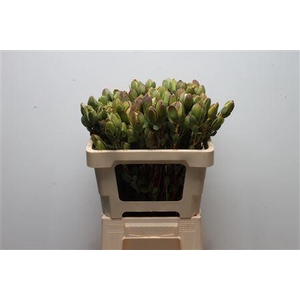 Leucad Discolor Green Spray