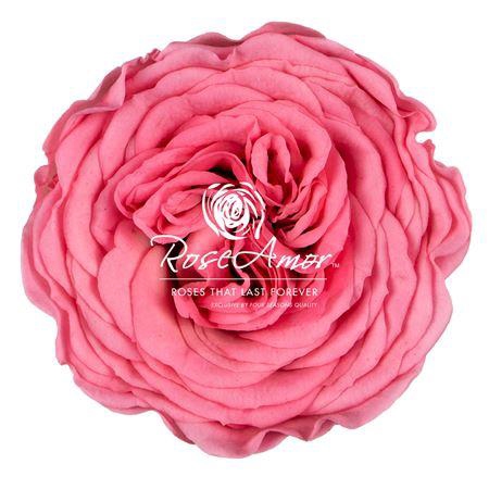 <h4>Amelia Pin06</h4>