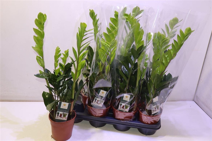 <h4>Zamio Zamiifolia</h4>