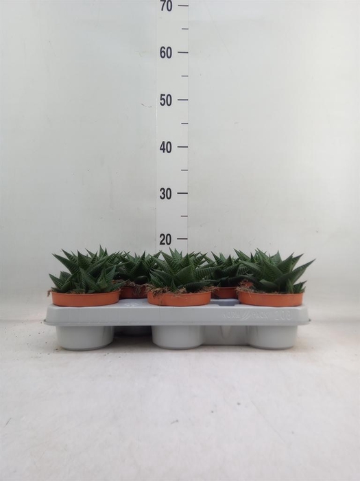 <h4>Haworthia limifolia</h4>