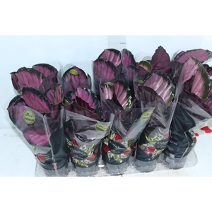 CALATHEA ROSEA PICTA CRIMSON P12