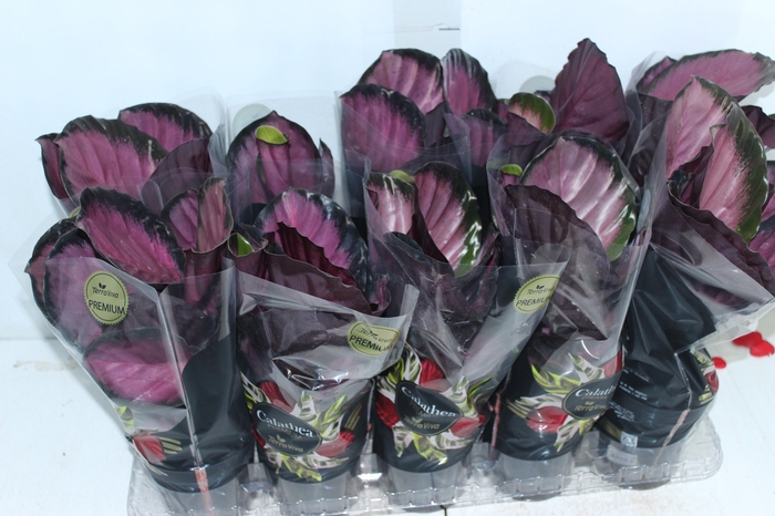 <h4>CALATHEA ROSEA PICTA CRIMSON P12</h4>