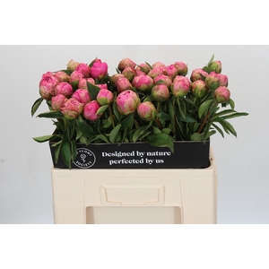 Paeonia Jacorma