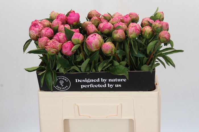 <h4>Paeonia Jacorma</h4>
