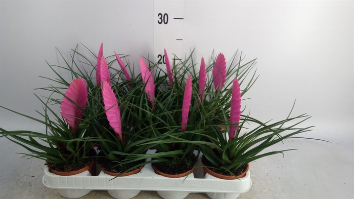 <h4>Tillandsia cyanea 'Vincent'</h4>