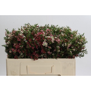 Chamelaucium My Sweet 16