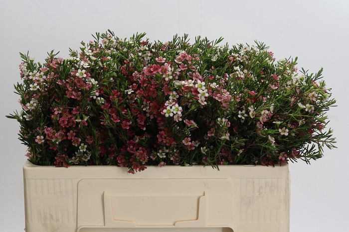 Chamelaucium My Sweet 16