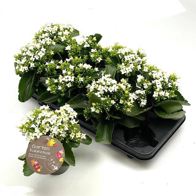 <h4>KALANCHOE WIT</h4>