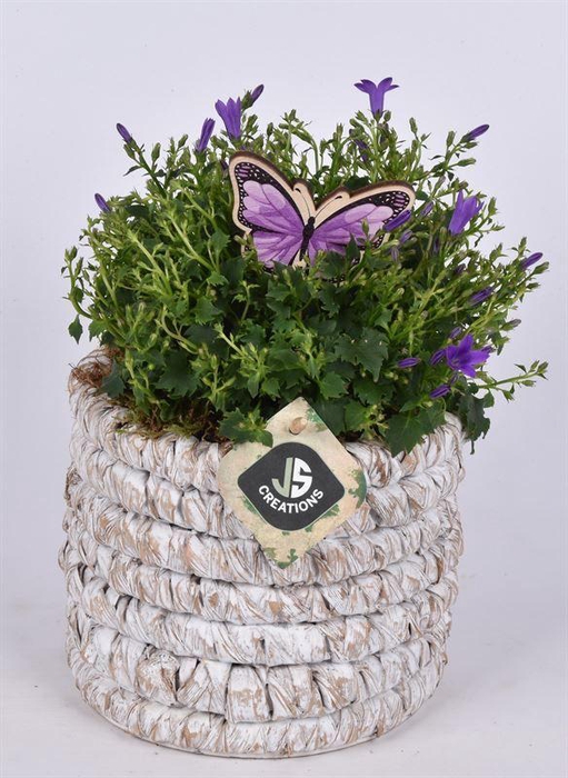 <h4>Mais mand 15.5 cm white wash</h4>