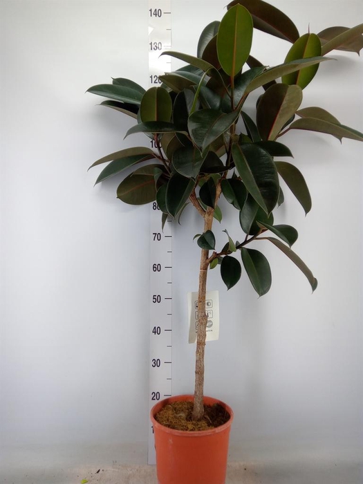 <h4>Ficus   ...</h4>
