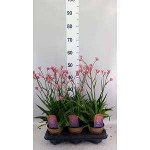 Anigozanthos   ...