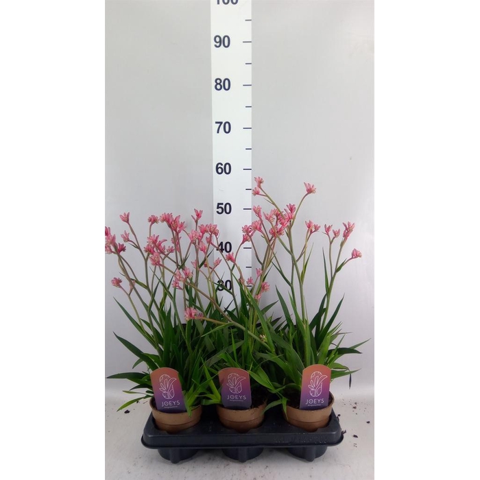 <h4>Anigozanthos   ...</h4>