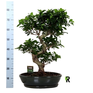Ficus microcarpa 'Ginseng'
