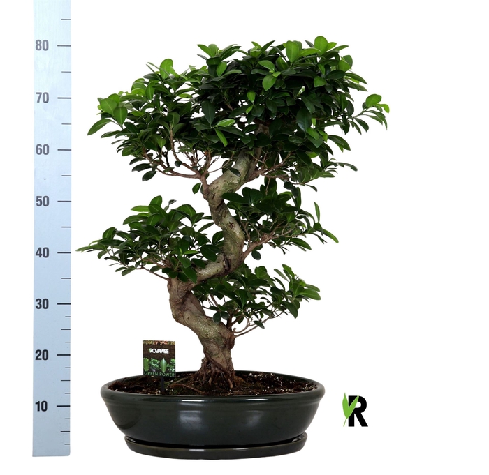 <h4>Ficus microcarpa 'Ginseng'</h4>
